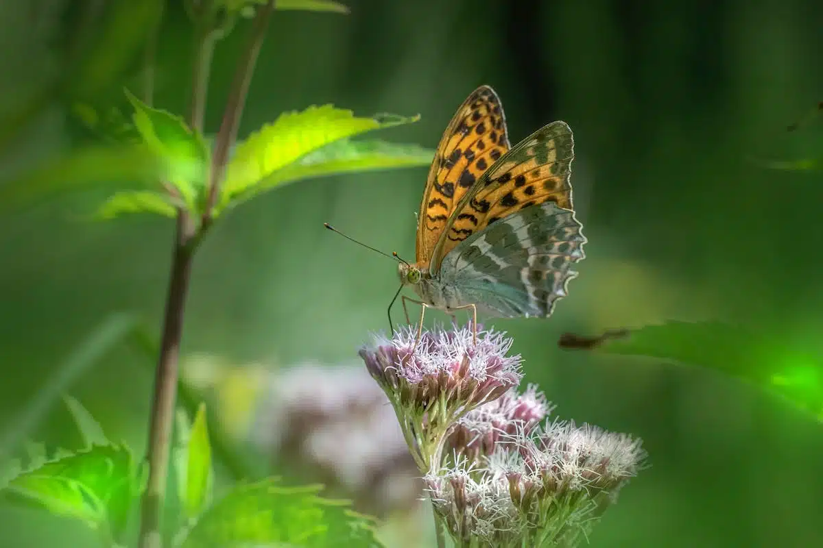 faune flore