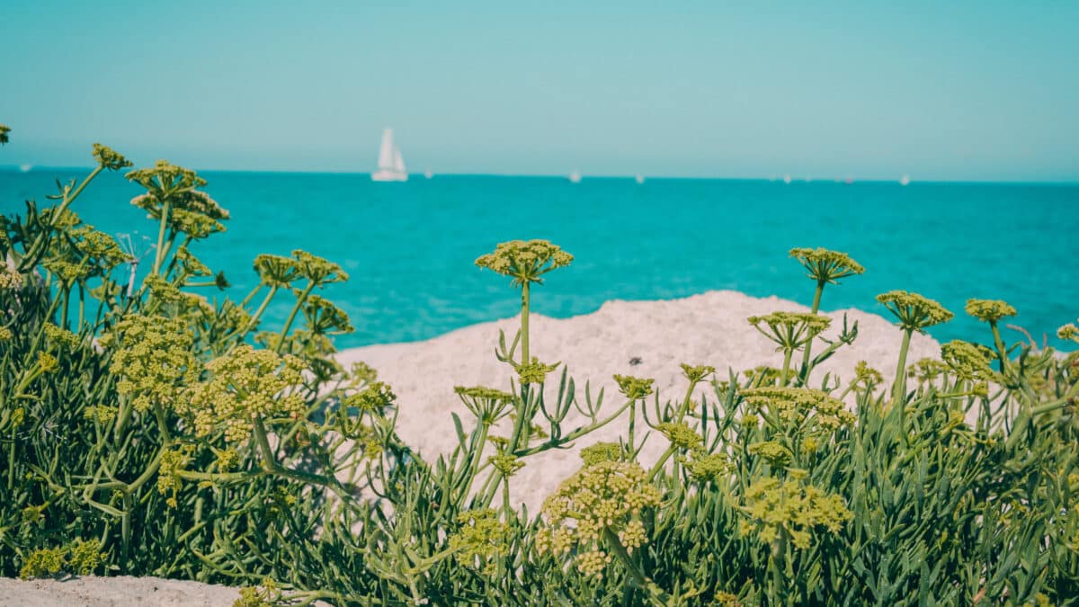Vivez des vacances inoubliables en mobil home sur l’Ile de Ré : préparez-vous à vous émerveiller !